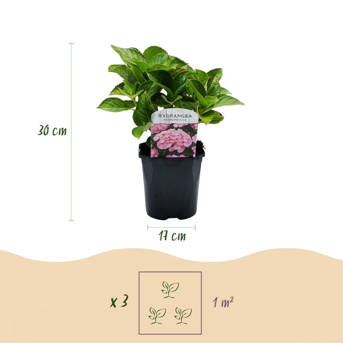 Hortensie - Hydrangea macrophylla Rosa - Blume Rosa - 3 Pflanzen - 1 m2 - Laubabwerfend - Wenig Pflege - Topf 17cm Höhe 30cm