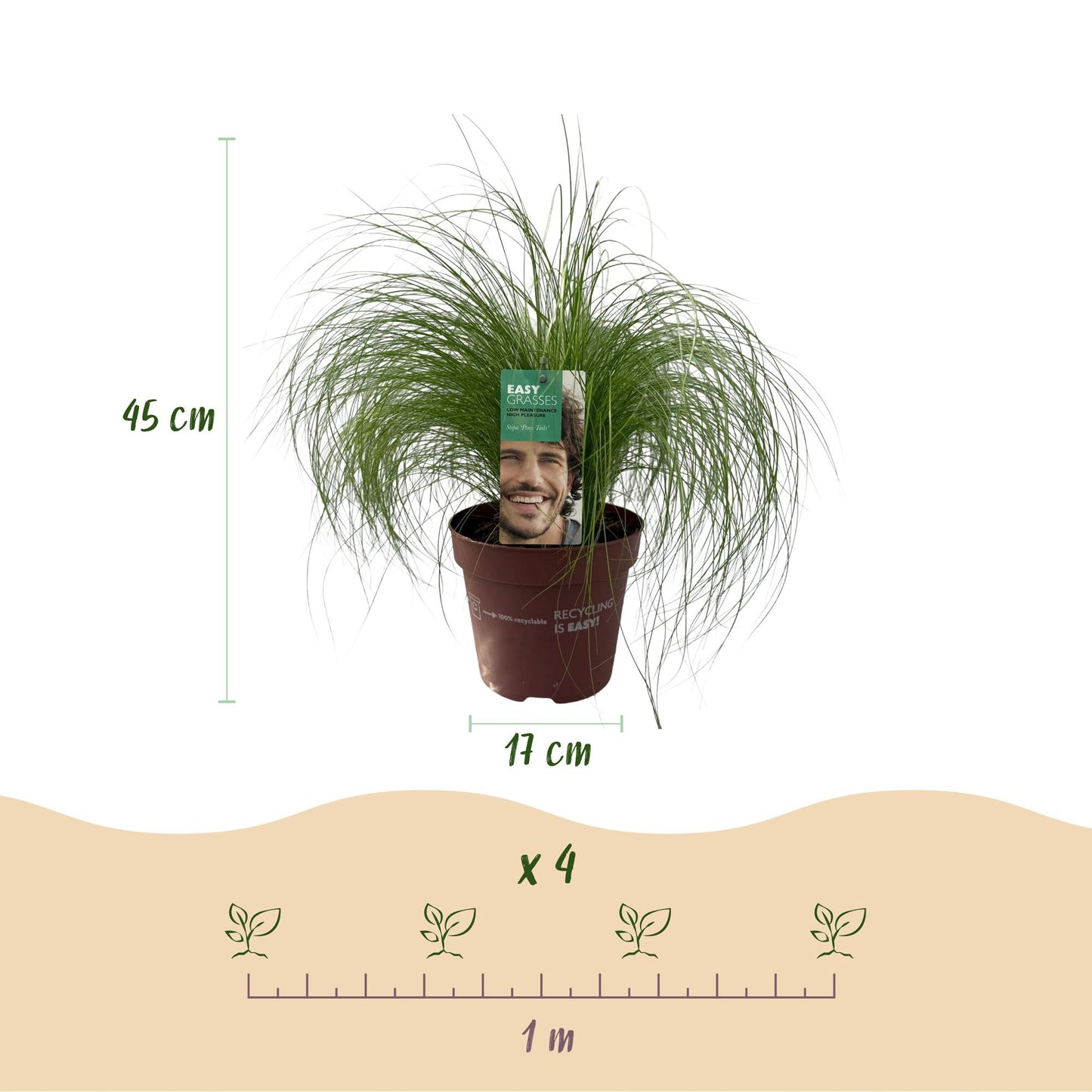 Ziergräser - Stipa tenuifolia Pony Tails - Grün - 1 Pflanze - Immergrün - Winterhart - Topf 17cm Höhe 50cm