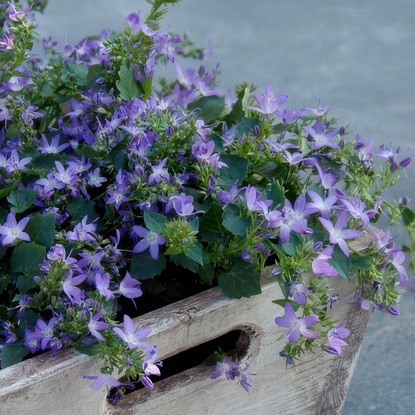 Campanula poscharskyana 'Stella' - 24x - ↕10-25cm - Ø9cm