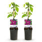 Kletterpflanze - Clematis Westerplatte - Blüte Rot - Pflegeleicht - 2 Pflanzen - Topf 11cm Höhe 40cm