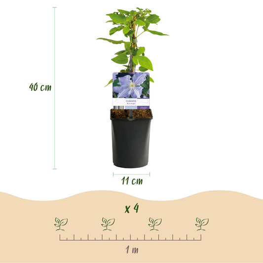 Kletterpflanze - Clematis Blue Angel - Blüte Licht Blau - Wenig Pflege - 2 Pflanzen - Topf 11cm Höhe 40cm