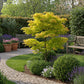 Japanischer Ahorn - Acer palmatum Jordan - Gelb - 1 Pflanze - Laubabwerfend - Topf 19cm Höhe 70cm
