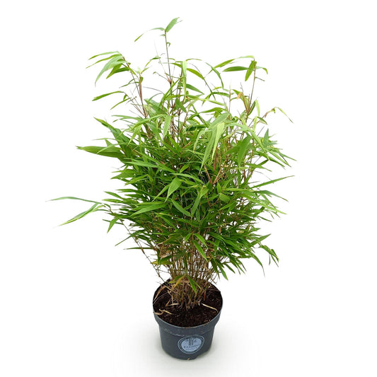 Gräser - Fargesia Rufa - Bambus - Nicht Ausbreitend - Grün - 1 Pflanze - Topf 23 cm - Höhe 80 cm