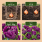 12x Tulipa Double Lilac - Gefüllte Flieder-Tulpe - Lila - Frühlingsblüher - Zwiebelgröße 11/12