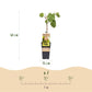 Obstpflanze - Vitis vinifera Vroege van der Laan - Weinrebe - Winterhart - Weiße Traube - 2 Pflanzen - Topf 15cm - Höhe 50cm