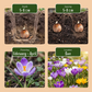 70x Crocus mix - Krokus-Mischung - Diverses - Verwilderungszwiebel - Zwiebelgröße 7/8