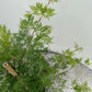 Japanischer Ahorn - Acer palmatum Emerald Lace - Grün - 2 Pflanzen - Laubabwerfend - Topf 19cm Höhe 70cm