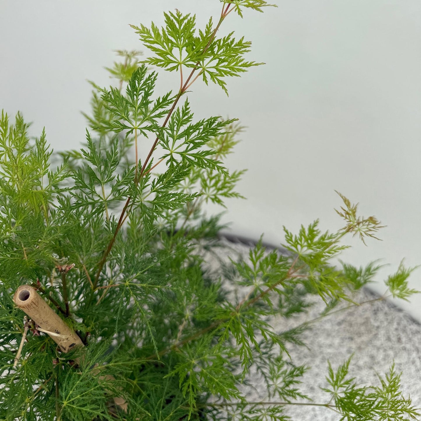 Japanischer Ahorn - Acer palmatum Emerald Lace - Grün - 2 Pflanzen - Laubabwerfend - Topf 19cm Höhe 70cm
