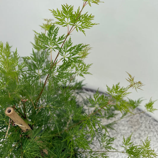 Japanischer Ahorn - Acer palmatum Emerald Lace - Grün - 2 Pflanzen - Laubabwerfend - Topf 19cm Höhe 70cm