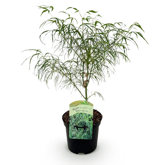 Japanischer Ahorn - Acer palmatum Koto-no-ito - Grün - 1 Pflanze - Laubabwerfend - Topf 19cm Höhe 70cm