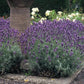 Lavandula ang. 'Dwarf Blue' - ↕10-25cm - Ø9cm - 48x