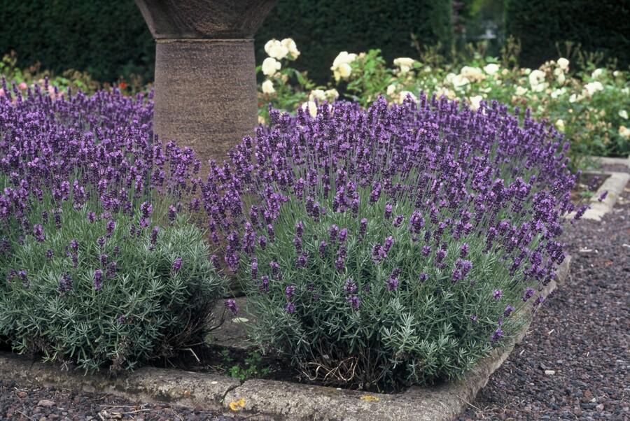 Lavandula ang. 'Dwarf Blue' - ↕10-25cm - Ø9cm - 48x