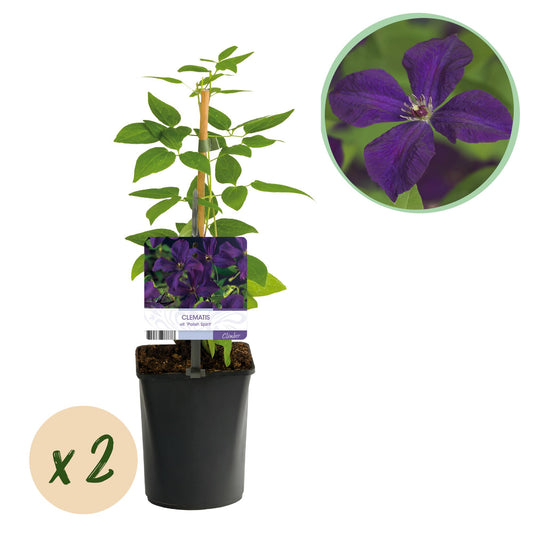 Kletterpflanze - Clematis vit. Polish Spirit - Blüte Rosa - Wenig Pflege - 2 Pflanzen - Topf 11cm Höhe 40cm