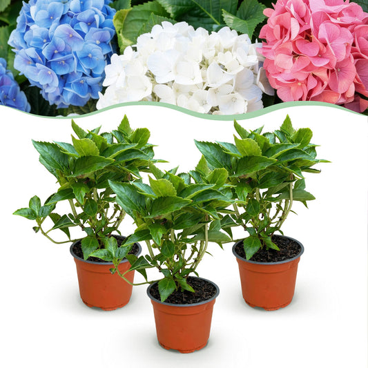 Hydrangea macrophylla Tricolour - Hortensie - Winterfest - Rot-Blau-Weiß - 3 Pflanzen - Topf 12cm - Höhe 20-30cm