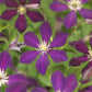 Kletterpflanze - Clematis Mikelite - Blüte Lila - Wenig Pflege - 2 Pflanzen - Topf 11cm Höhe 40cm