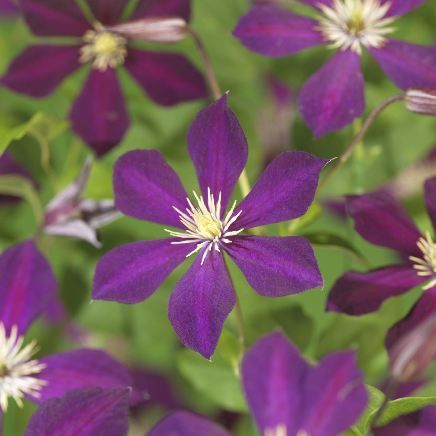 Kletterpflanze - Clematis Mikelite - Blüte Lila - Wenig Pflege - 2 Pflanzen - Topf 11cm Höhe 40cm
