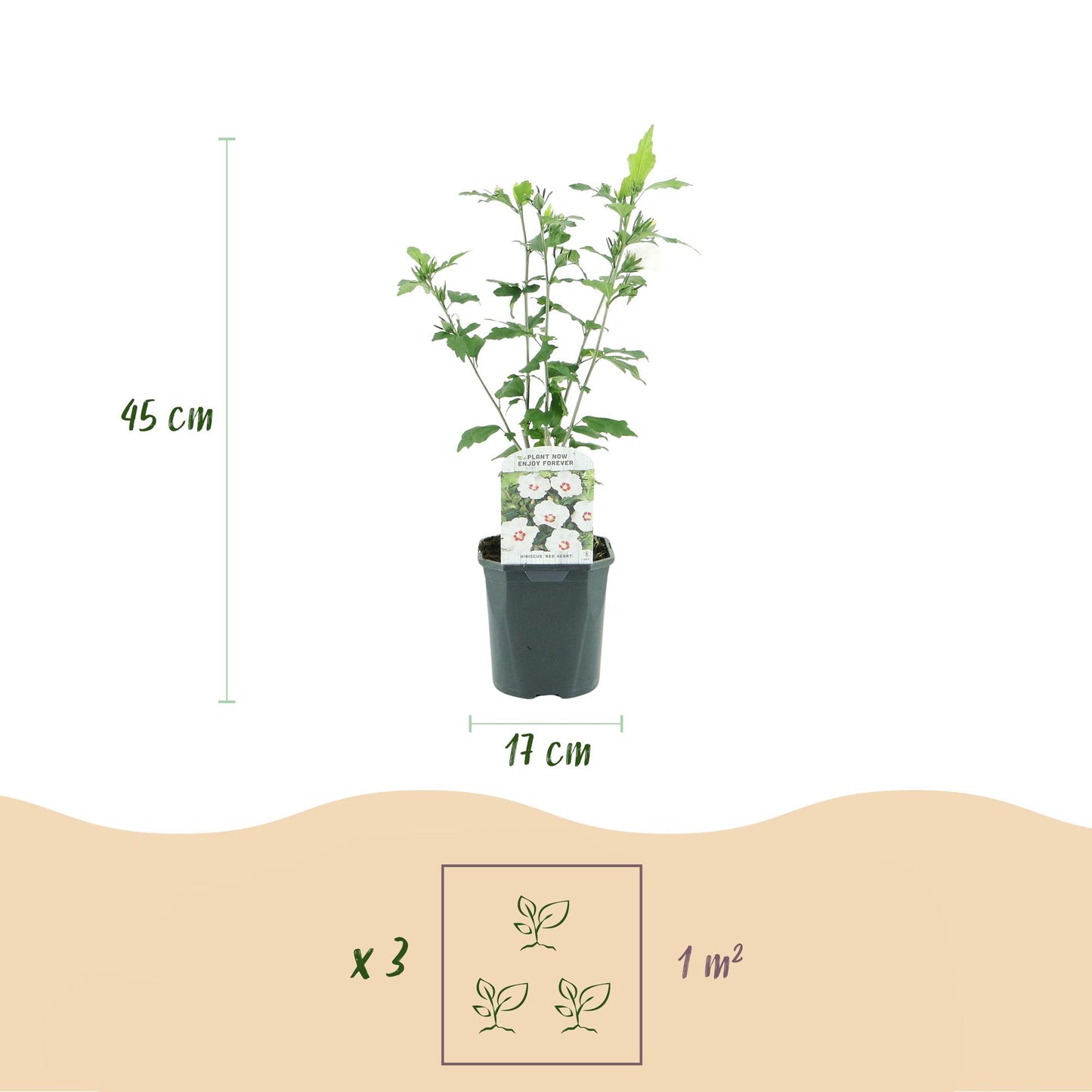 Hibiscus syriacus Red Heart - Garden Hibiscus - Hardy - White - Red - 3 Plants - Pot 17cm - Height 45cm