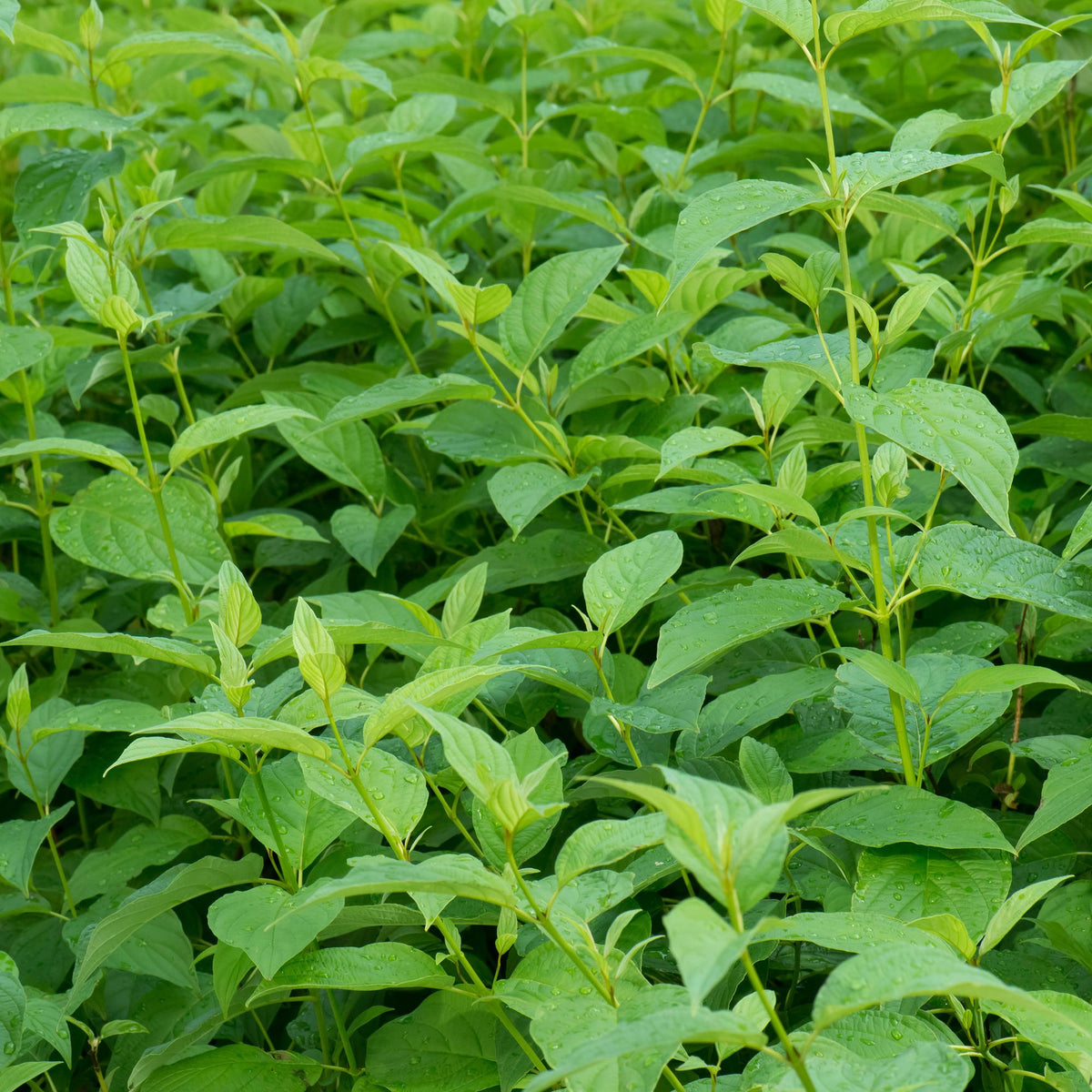 Cornus alba Flaviramea - Grüne Zweige - 1 Pflanze - Topf 17cm Höhe 45cm
