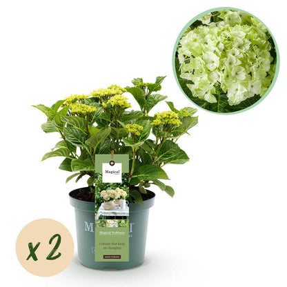 Hortensie - Hydrangea Magical Nobless - Weiß - 6-10 Blumen - 2 Pflanzen - Topf 23cm Höhe 55cm