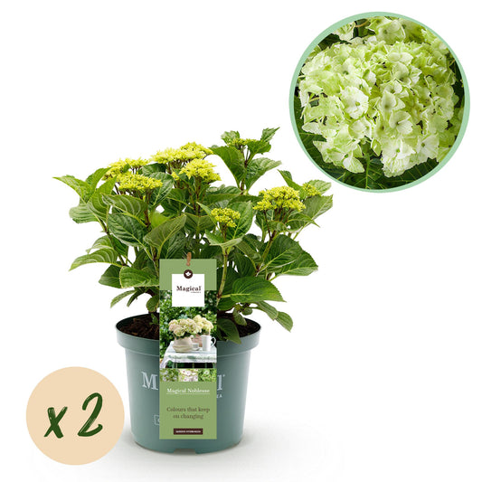 Hortensie - Hydrangea Magical Nobless - Weiß - 6-10 Blumen - 2 Pflanzen - Topf 23cm Höhe 55cm