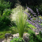 Ziergräser - Stipa tenuifolia Pony Tails - Grün - 2 Pflanzen - Immergrün - Wenig Pflege - Topf 17cm Höhe 50cm