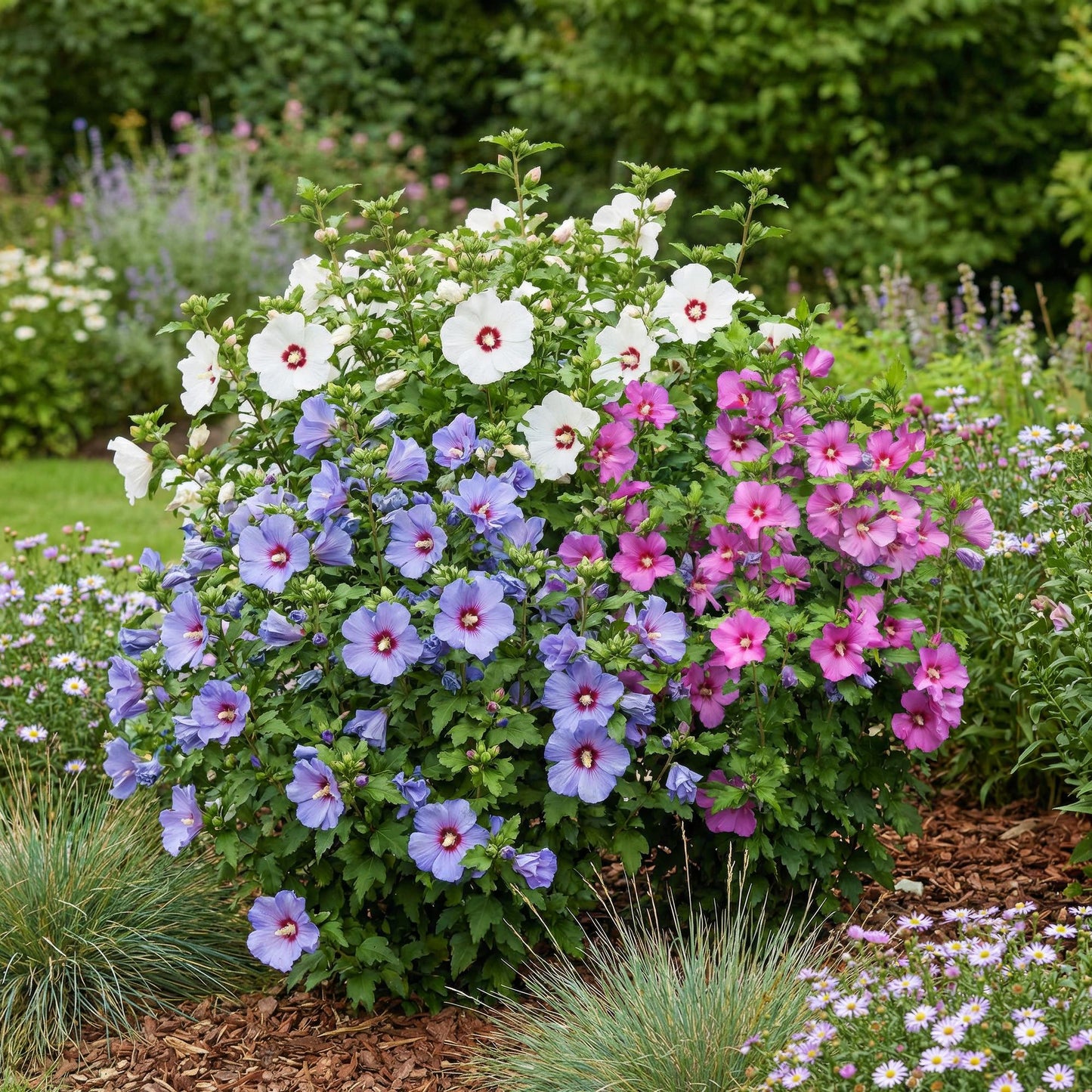 Hibiscus syriacus Tricolour - Blüte Rosa, Weiß und Blau - 3 Pflanzen - Laubabwerfend - Wenig Pflegeaufwand - Topf 17cm Höhe 45cm