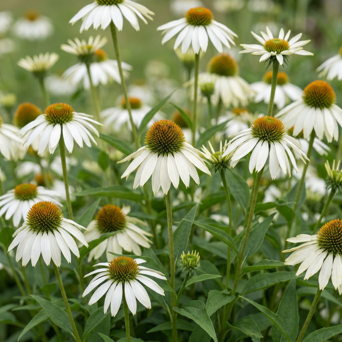 Sonnenhut - Echinacea purp. Alba - Bienen- und Schmetterlingszieher - Weiß - 1 Pflanzen - Topf 11cm - Höhe 15-25cm