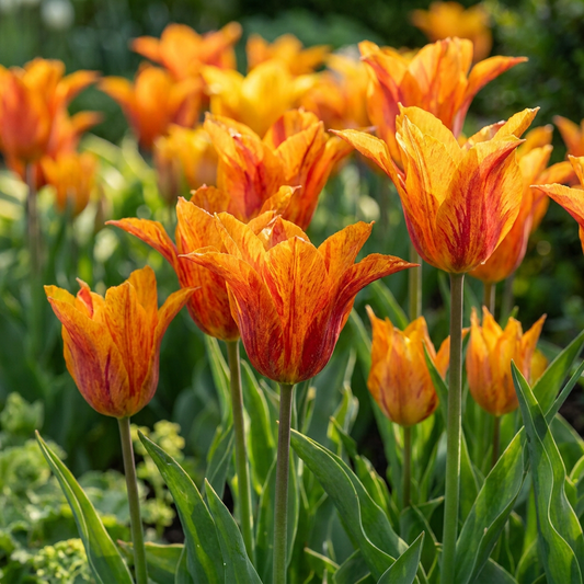12x Tulipa Vendeeglobe - Tulpe Vendeeglobe - Gelb - Frühlingsblüher