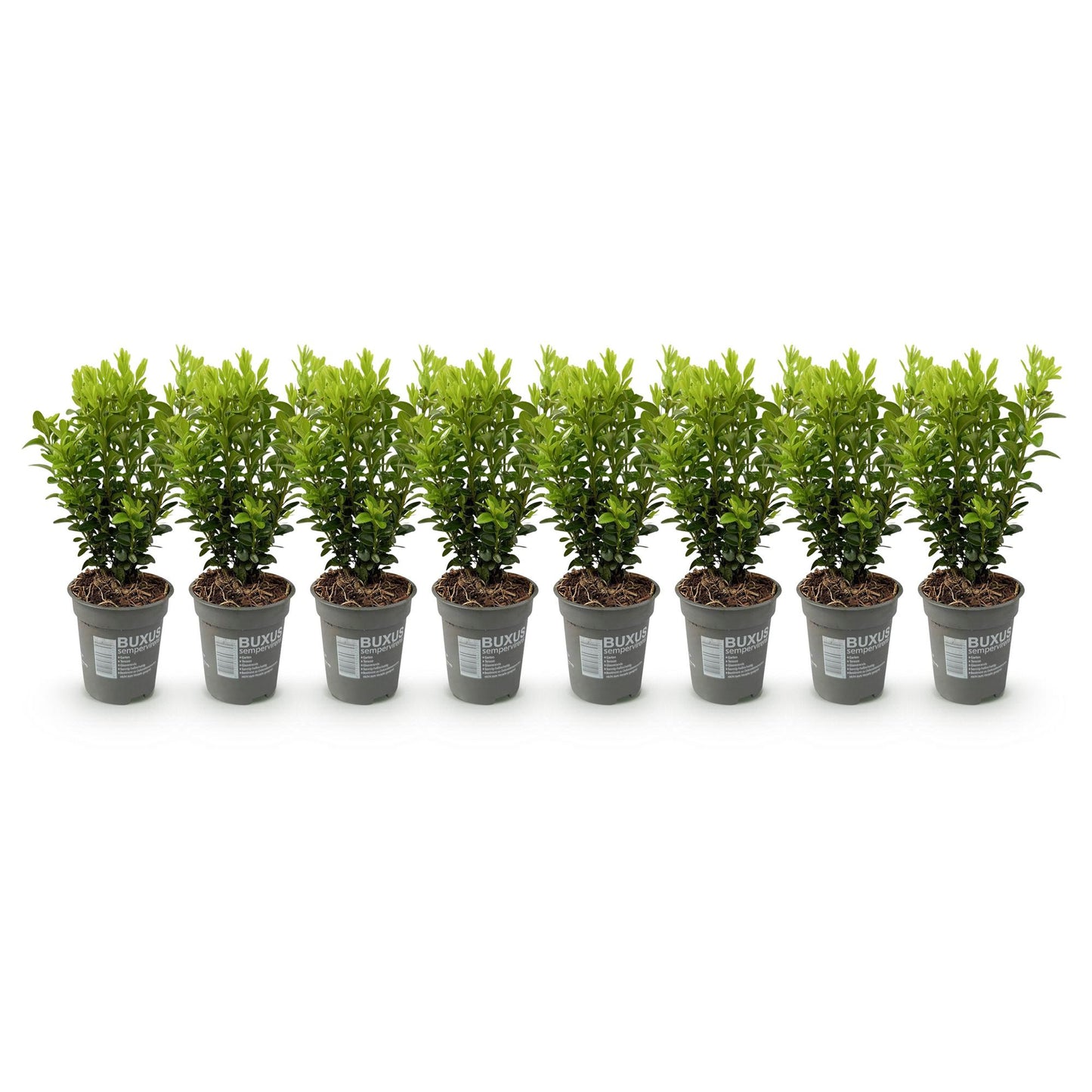 Heckenpflanzen - Buxus sempervirens - Blatt grün - 8 Pflanzen - 1 laufender Meter - immergrün - Topf 9cm Höhe 20-25cm