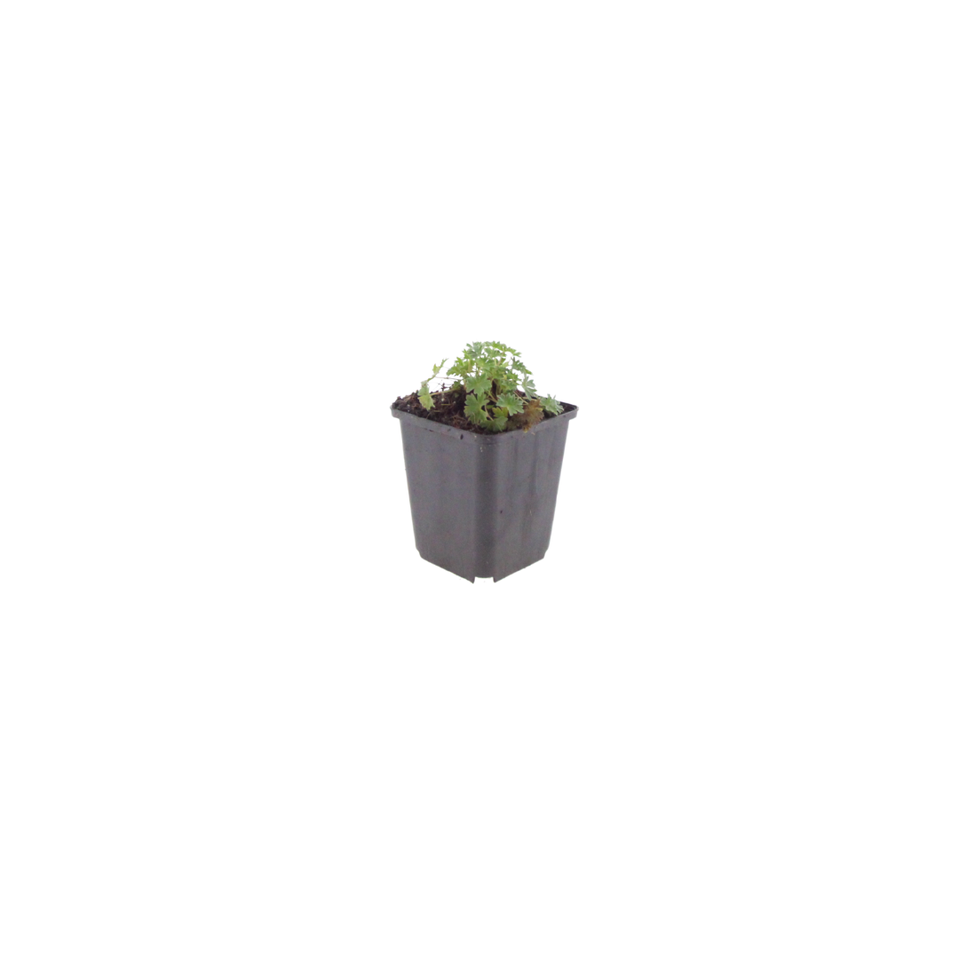 48x Geranium cin. 'Ballerina' - ↕10-25cm - Ø9cm