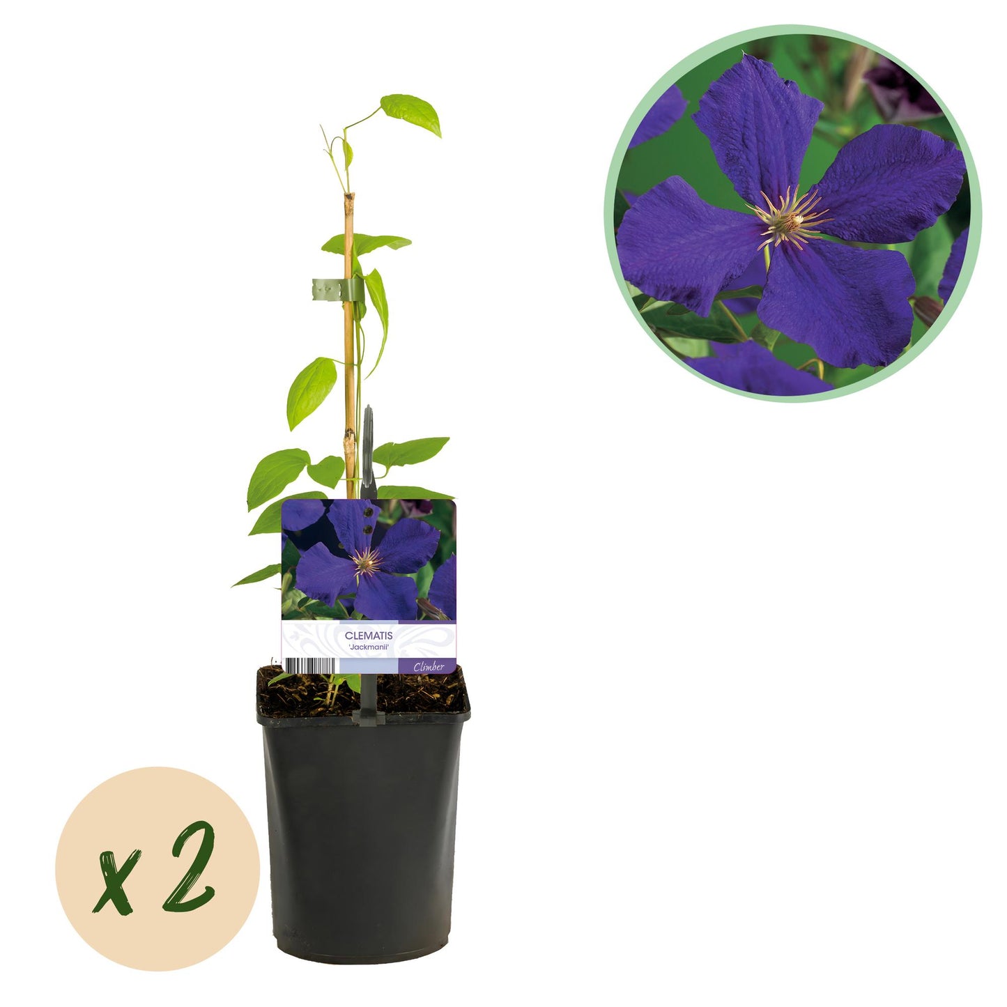 Kletterpflanze - Clematis Jackmanii - Blüte Blau - Wenig Pflege - 2 Pflanzen - Topf 11cm Höhe 40cm