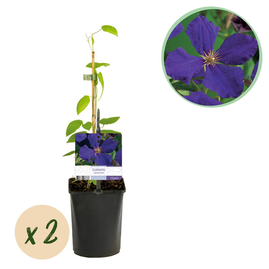 Kletterpflanze - Clematis Jackmanii - Blüte Blau - Wenig Pflege - 2 Pflanzen - Topf 11cm Höhe 40cm