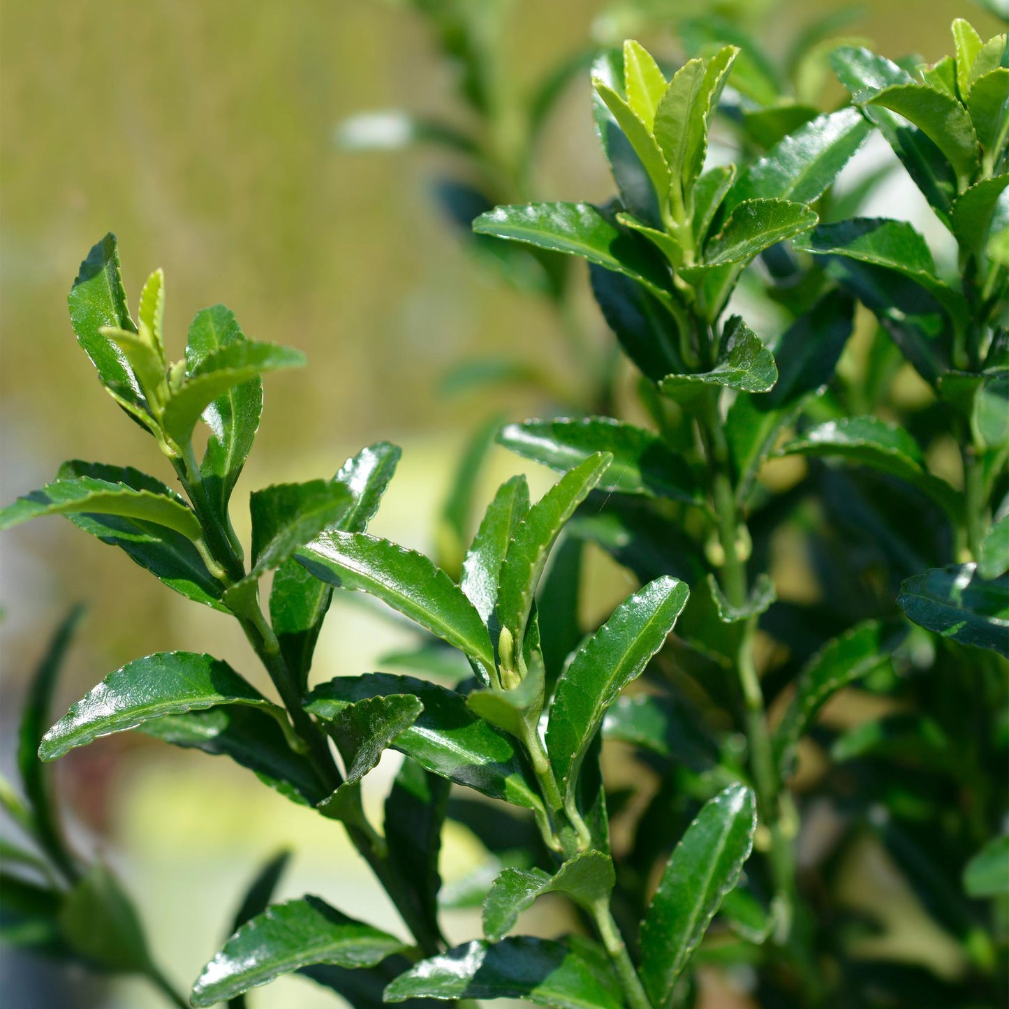 Heckenpflanzen - Euonymus japonica Green Spire - Blatt grün - 8 Pflanzen - 1 laufender Meter - immergrün - Topf 9cm Höhe 20-25cm