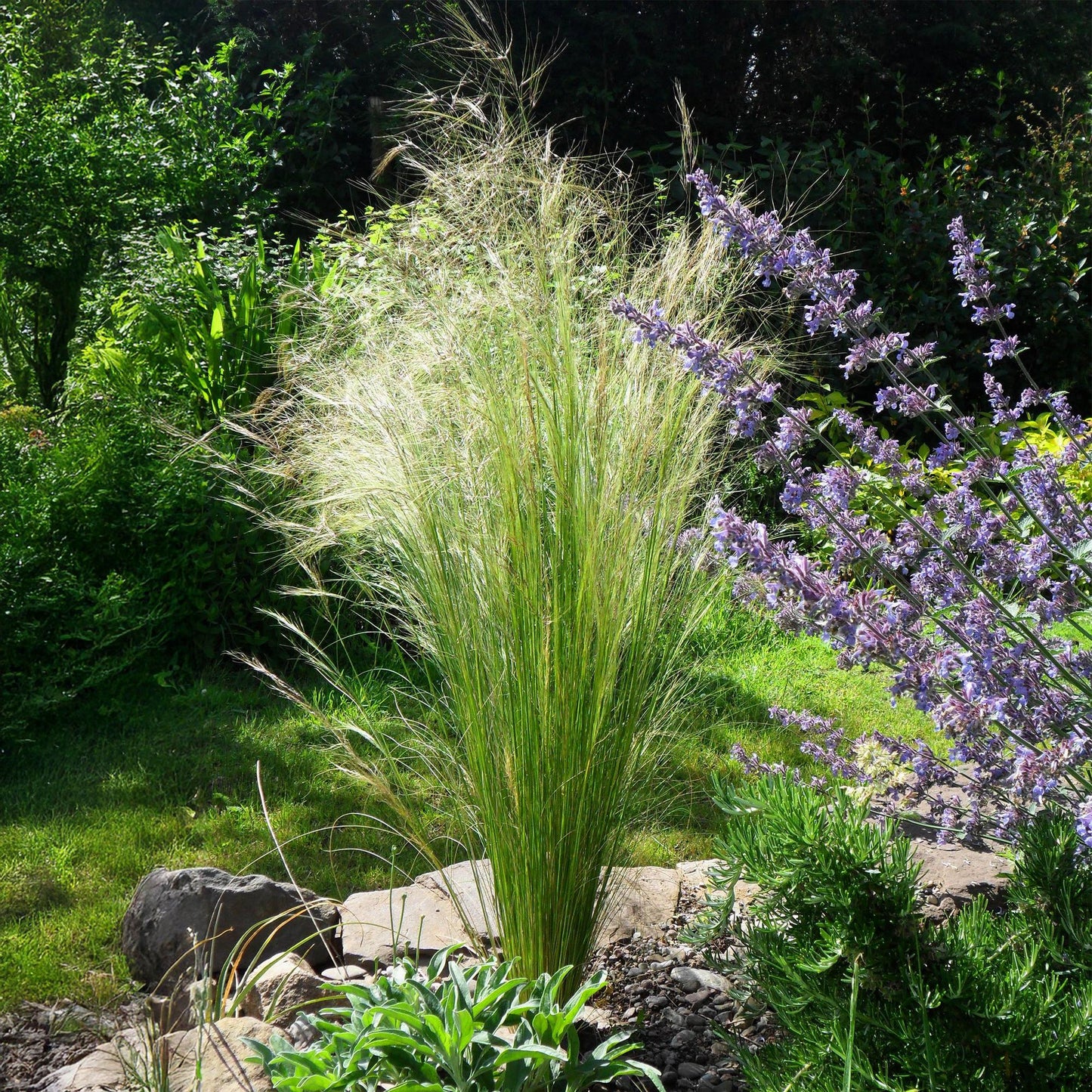 Ziergräser - Stipa tenuifolia Pony Tails - Grün - 1 Pflanze - Immergrün - Winterhart - Topf 17cm Höhe 50cm