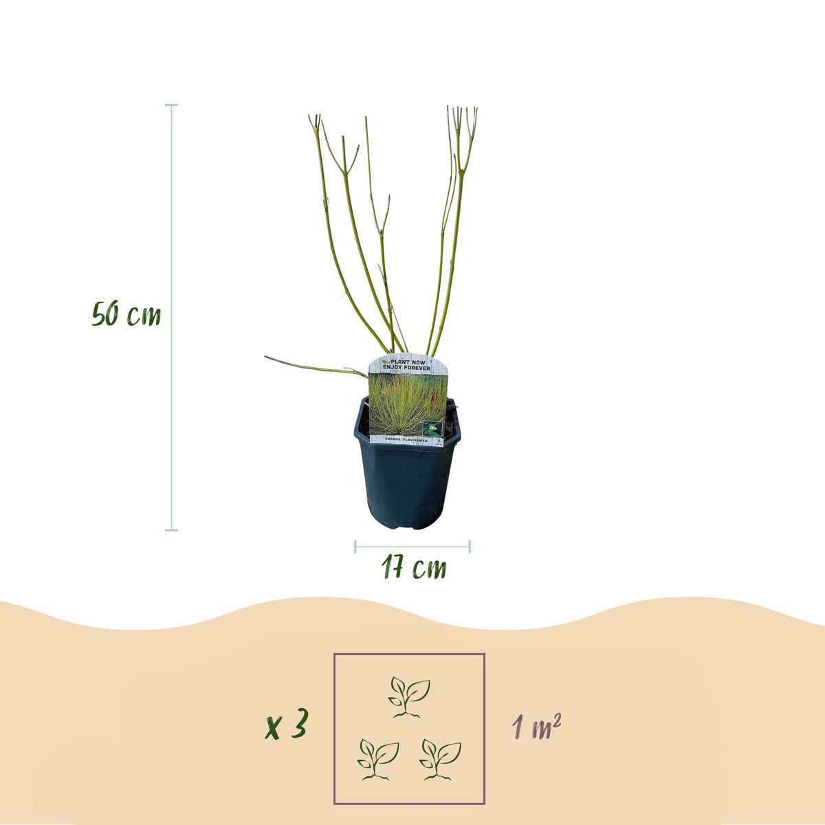 Cornus alba Tricolour - Kombination aus Roten, Grünen und Lila Zweigen - 3 Pflanzen - Topf 17cm Höhe 45cm