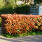 Heckenpflanzen - Photnia fraseri Red Robin - Blatt rot grün - 8 Pflanzen - 1 laufender Meter - immergrün - Topf 9cm Höhe 30-35cm