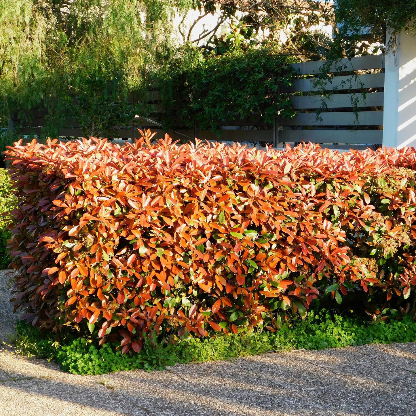 Heckenpflanzen - Photnia fraseri Red Robin - Blatt rot grün - 8 Pflanzen - 1 laufender Meter - immergrün - Topf 9cm Höhe 30-35cm