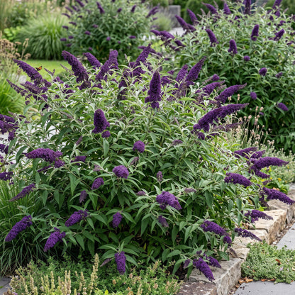 Schmetterlingsstrauch - Buddleja davidii Black Night - Hardy - Purple - 3 Plants - Pot 17cm - Height 45cm