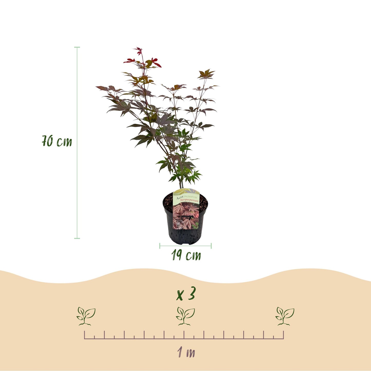 Japanischer Ahorn - Acer palmatum Atropurpureum - Lila - 1 Pflanze - Laubabwerfend - Topf 19cm Höhe 70cm