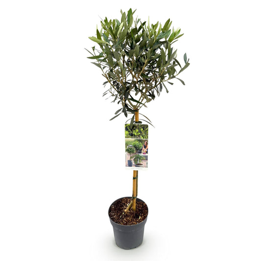 Olea Europaea - Terrassen Pflanze - Immergrün - Winterhart - Olivenfarbenes Blatt - Topf 19cm Höhe 90cm