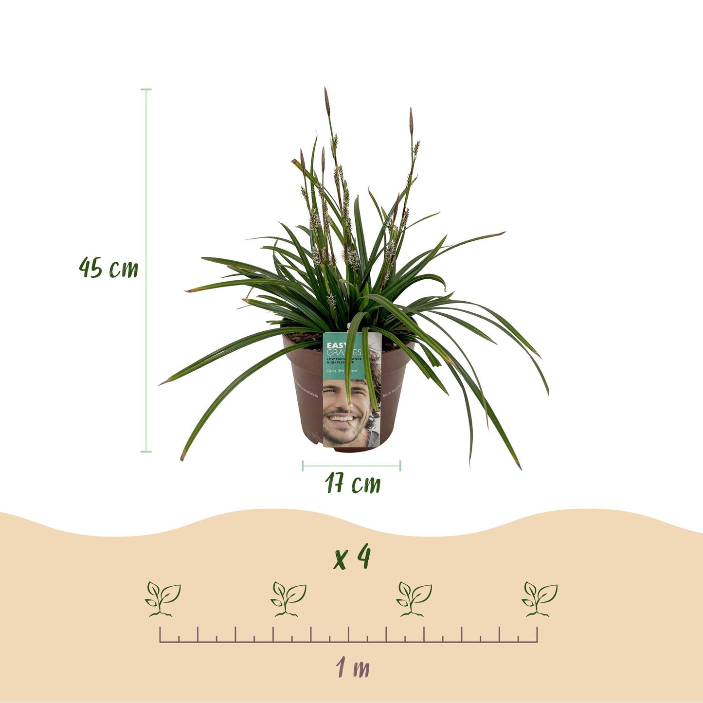 Ziergräser - Carex morrowii Irish Green - Grün & Gelb - 2 Pflanzen - Immergrün - Pflegeleicht - Topf 17cm Höhe 50cm
