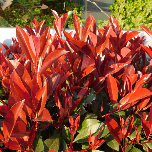 Heckenpflanzen - Photinia fraseri Red Robin - grün rot - 6 Pflanzen - 1 laufender Meter - immergrün - Topf 17cm Höhe 50cm "