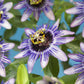 Passionsblume - Passiflora Damsels Delight - Blüte Lila mit Weiß - Wenig Pflege - 2 Pflanzen - Topf 11cm Höhe 40cm