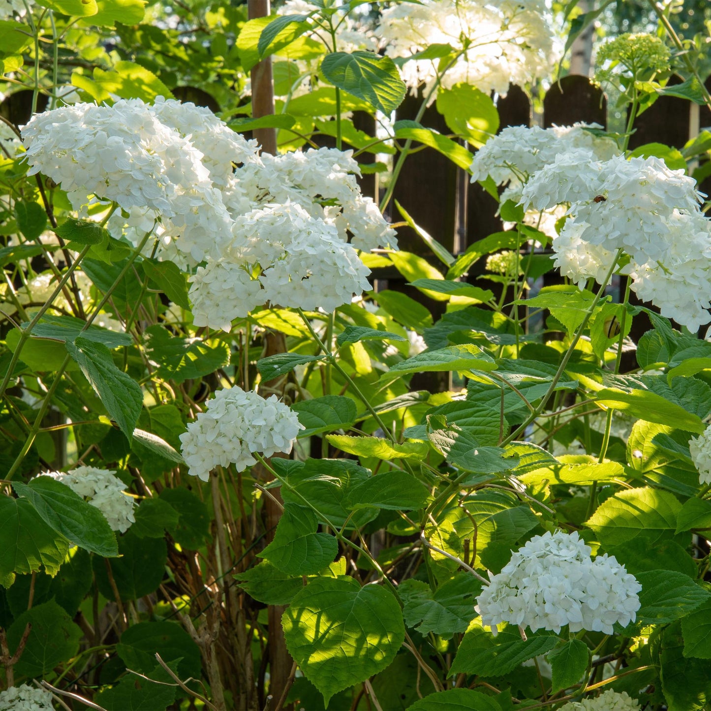 Hydrangea arborescens Annabelle - Hortensie - Winterhart - Weiß - 1 Pflanze - Topf 12cm - Höhe 20-30cm