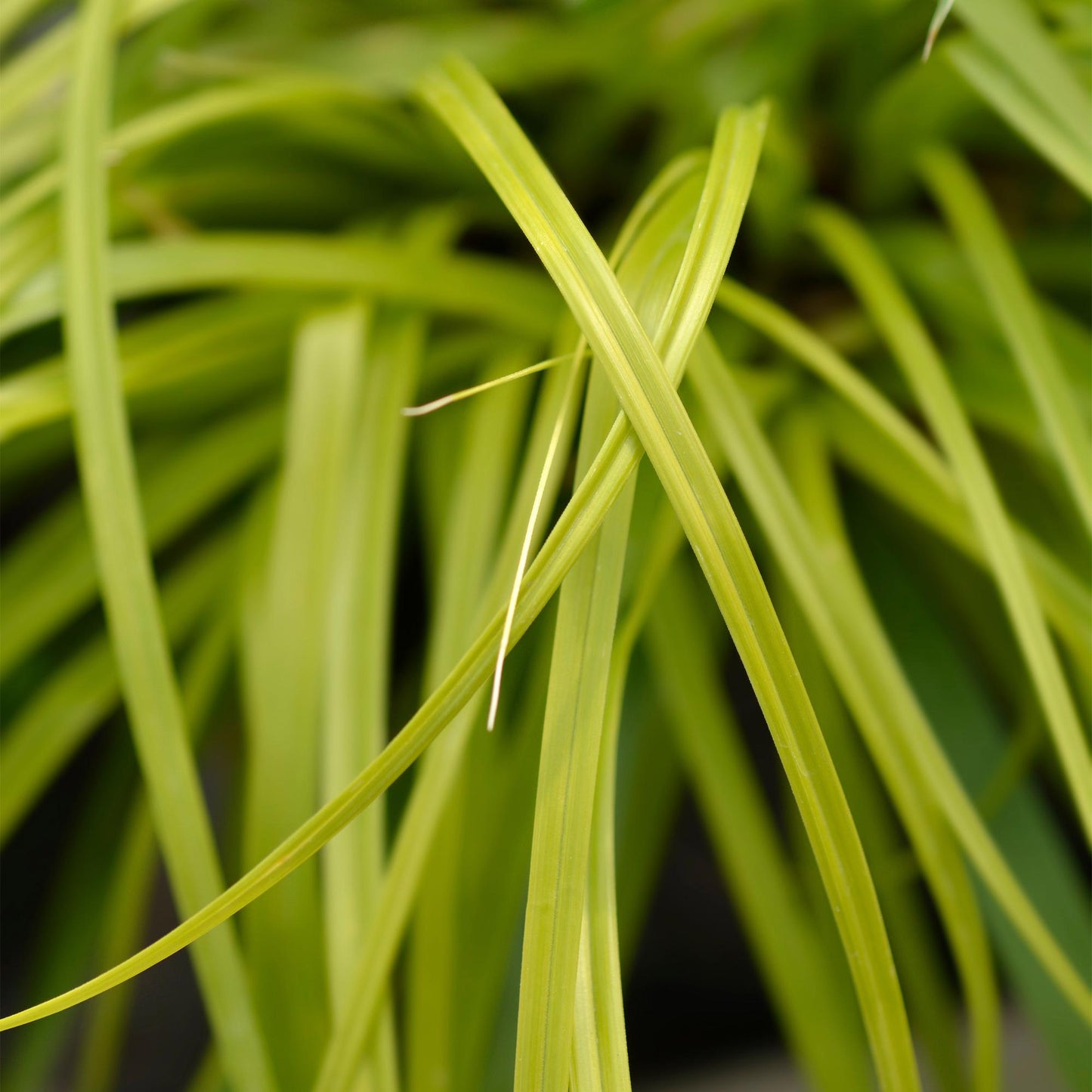 Ziergräser - Carex oshimensis Everillo - Gelb - 4 Pflanzen - Immergrün - Wenig Pflege - Topf 17cm Höhe 50cm