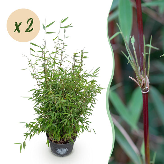 Gräser - Fargesia nitida Red Dragon - Bambus - Nicht Wuchernd - Grün - 2 Pflanzen - Topf 23 cm - Höhe 80 cm
