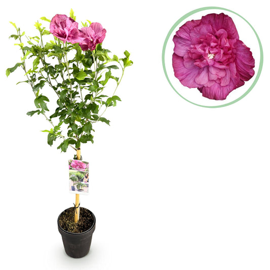 Stamm Pflanze - Hibiscus syriacus Magenta Chiffon® - Terrassen Pflanze - Laubabwerfend - Winterhart - Rosa Blüte - Topf 19cm Höhe 90cm