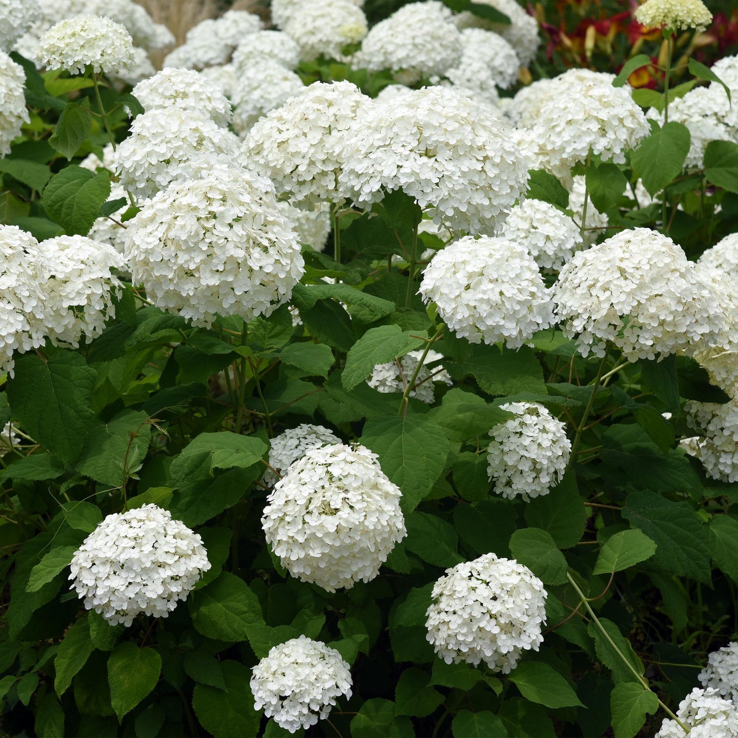Rispenhortensie - Hydrangea arborescens Annabelle - Blüte Weiß - 1 Pflanze - Laubabwerfend - Große Blüten - Topf 17cm Höhe 50cm