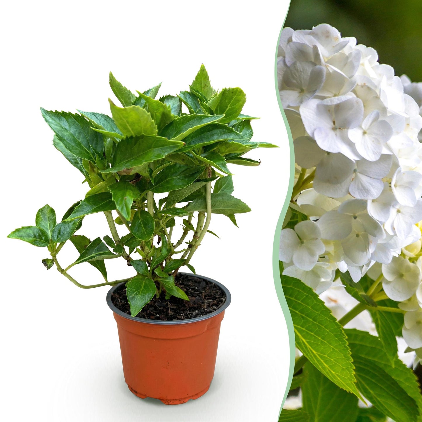 Hydrangea macrophylla Weiß - Hortensie - Winterhart - Weiß - 1 Pflanze - Topf 12cm - Höhe 20-30cm