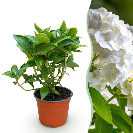 Hydrangea macrophylla Weiß - Hortensie - Winterhart - Weiß - 1 Pflanze - Topf 12cm - Höhe 20-30cm